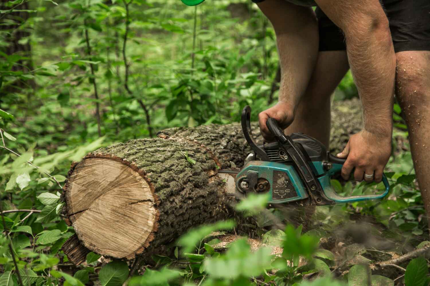 Best Emergency Storm Tree Removal  in Jackson, AL